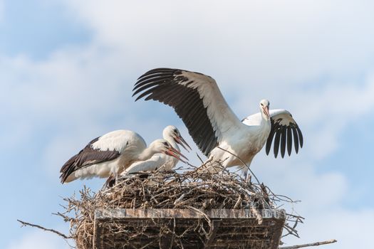 White storks in the nest against the blue sky