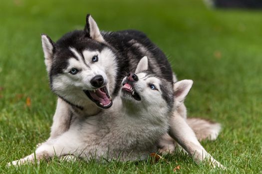 Portrait of two dogs - Siberian Husky on the background of green grass