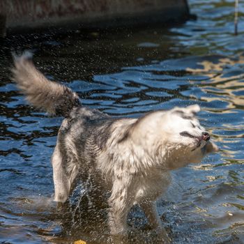 The siberian husky outdoor shakes off water