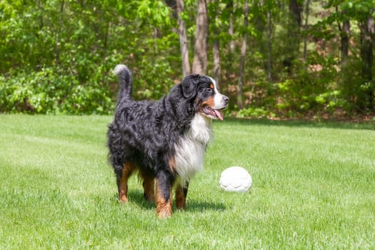 Dog in the  green grass with ball