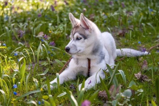 Portrait of puppy of the Siberian Husky on the background of green grass