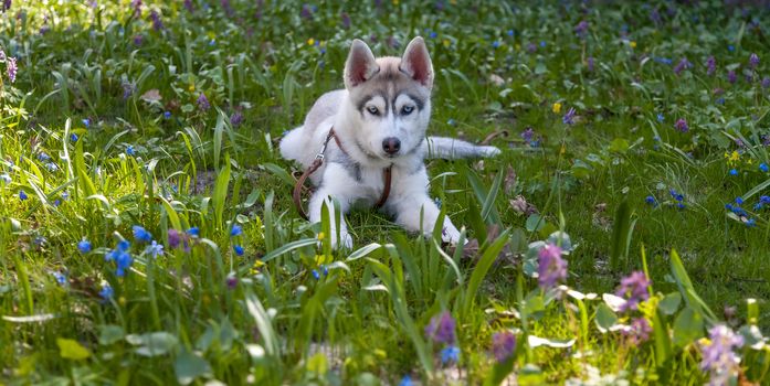Portrait of puppy of the Siberian Husky on the background of green grass