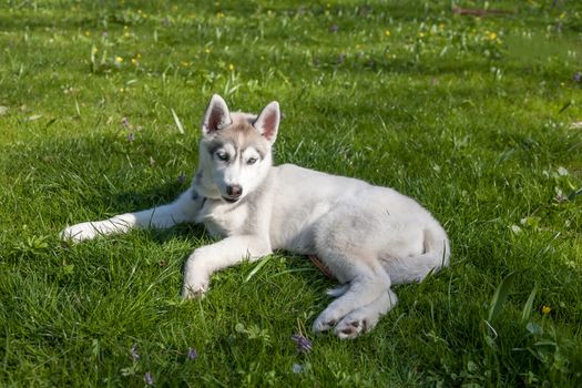 Portrait of puppy of the Siberian Husky on the background of green grass