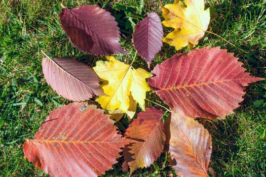 Yellow, orange and red autumn leaves  on geeen grass 