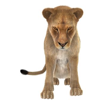 3D digital render of a female lion isolated on white background