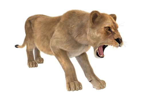 3D digital render of a female lion hunting isolated on white background