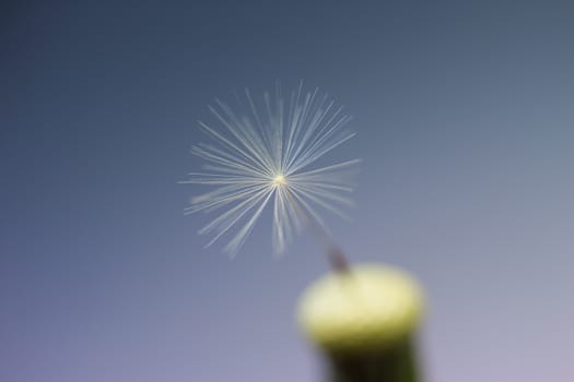 closeup last dandelion seed on blue background