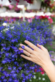 Woman choosing flowers in a nursery gently placing her hand on a colorful display of blue potted flowers as she seeks to beautify her house in the new spring season, close up of her hand