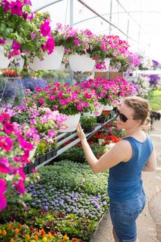 Trendy woman selecting nursery plants looking at shelves of potted pink petunias above an assortment of smaller flowering plants as she chooses houseplants to beautify her home in spring