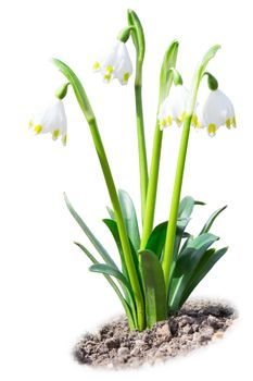 Beautiful leucojum white snowdrops spring flowers on soil ground isolated