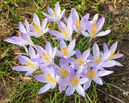 Tender light lilac crocus spring flowers on sunlight alpine meadow