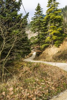 Forest road running through trees