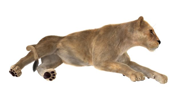 3D digital render of a female lion isolated on white background