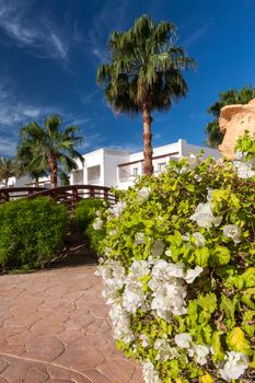 The tropical garden in Sharm el Sheikh, Egypt.