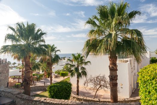 Palm alley on egyptian sand beach and  view at Red Sea. Egypt