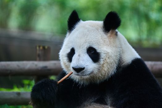 one giant Panda bear eating bamboo roots in Bifengxia base reserve Sichuan China