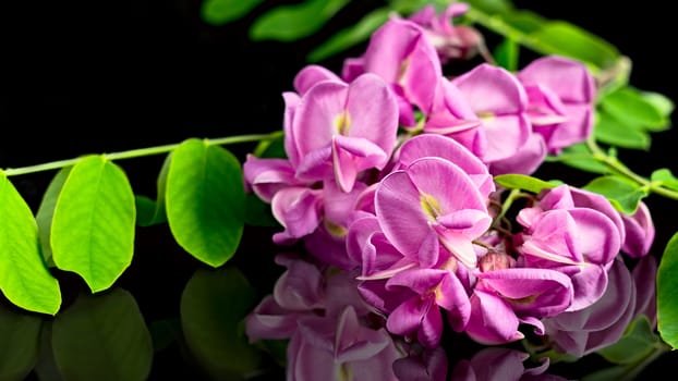 Pink flowers reflected on black plane