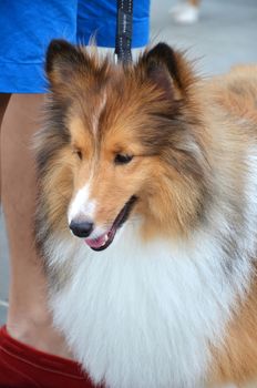 Close up photography of pretty collie dog