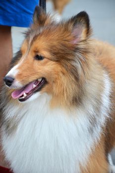 Close up photography of pretty collie dog