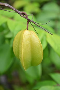 Starfruit on the tree