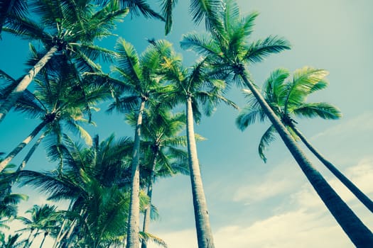 Tropical palm trees low angle image towering skyward in retro style.