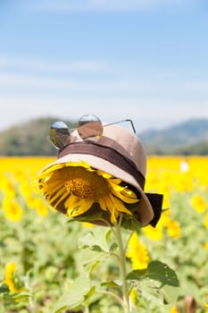 Wear a hat and sunglasses for sunflower. Holiday vacations in the sunflower sunflower fields in full bloom.