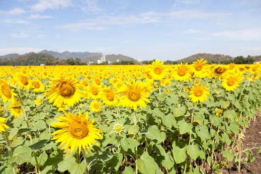 sunflower fields. Arable farming of sunflower fields. In the morning, with the back into the mountains.