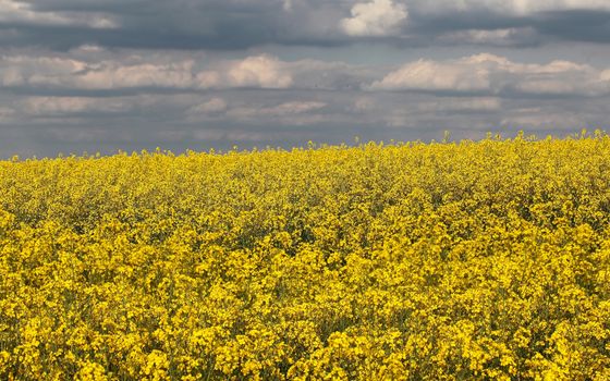 Canola field