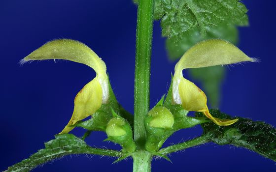 Yellow Archangel (Lamium galeobdolon) flowers.