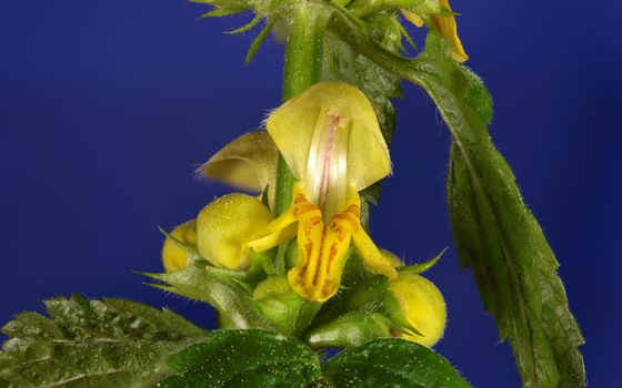 Yellow Archangel (Lamium galeobdolon) flowers. Yellow Archangel (Lamium galeobdolon) flowers. 