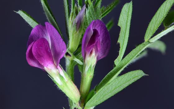 Spring Pea flower (Lathyrus vernus) Spring Pea flower (Lathyrus vernus)