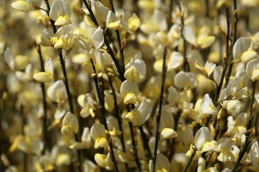 Flowers of Cytisus �praecox, an intensive smelling Broom hybrid.