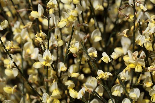 Flowers of Cytisus �praecox, an intensive smelling Broom hybrid.