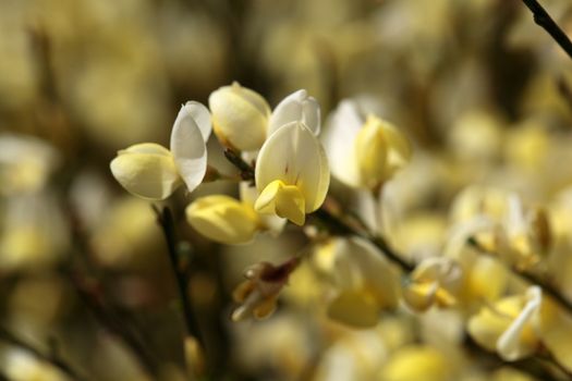 Flowers of Cytisus �praecox, an intensive smelling Broom hybrid.