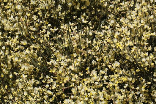 Flowers of Cytisus �praecox, an intensive smelling Broom hybrid.