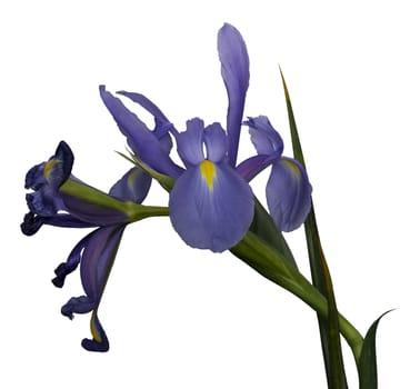 blue iris flower isolated on white background, selection path included.







Bl
