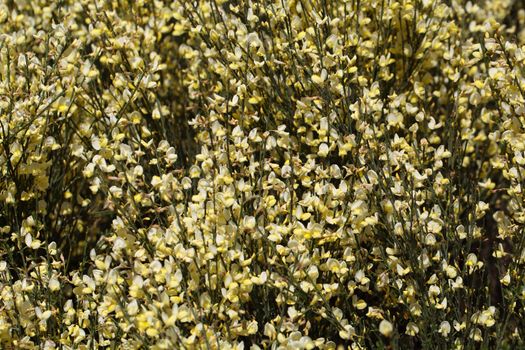 Flowers of Cytisus �praecox, an intensive smelling Broom hybrid.