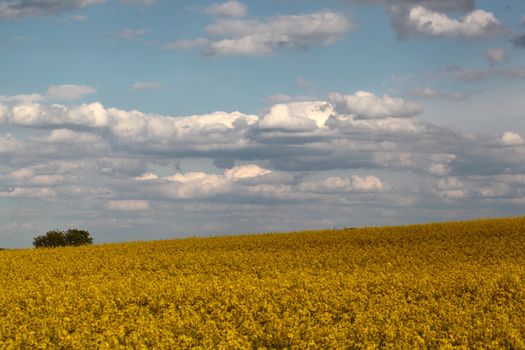 Canola field