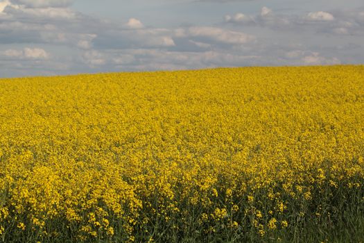 Canola field