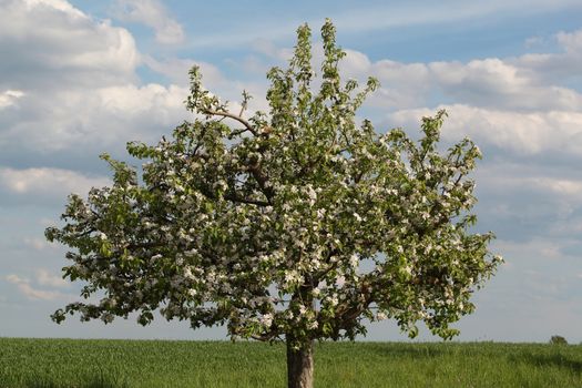 Apple Tree in Flower