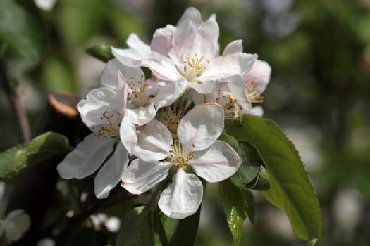 Apple tree flowers