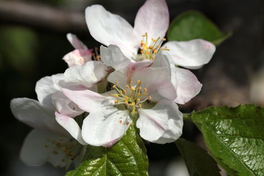 Apple tree flowers Apple tree flowers