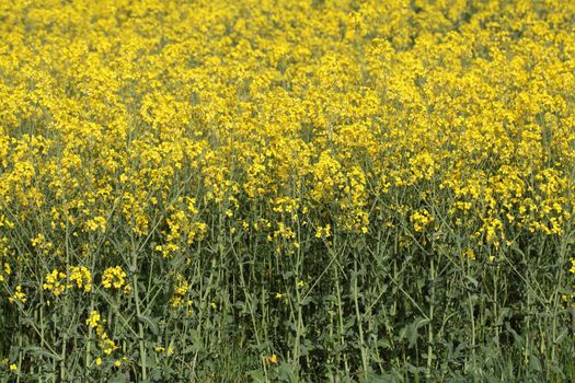 Canola field