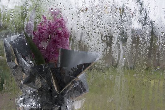 Pink Hyacinth Flower Behind of  Frosted Glass