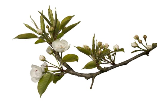 Apple tree blossoms isolated on white background, selection path included.