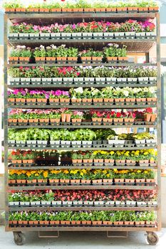 Wheeled shelves full of potted seedlings with a variety of colorful flowers in a nursery ready to be purchased by gardeners for their spring gardens or as houseplants in a floriculture concept