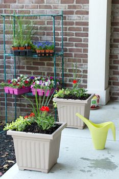 Newly planted ornamental spring flowers in flowerpots arranged in a row along an outdoor patio with trays of new seedlings hanging in a rack on the wall waiting to be transplanted