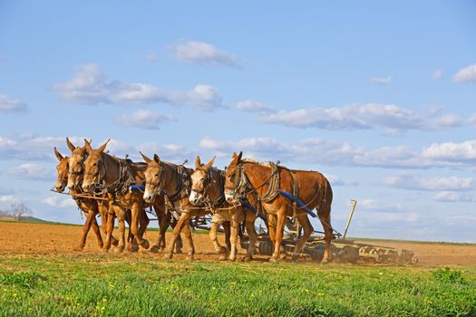 A team of mules pull a soil roller and a spring-tooth harrow on an Amish farm in Lancaster County, Pennsylvania.