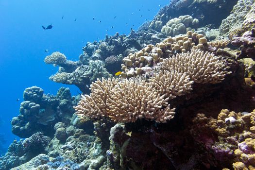 coral reef with hard corals in tropical sea on a background of blue water