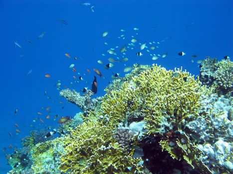 colorful coral reef at the bottom of tropical sea with great soft coral and exotic fishes on a background of blue water, underwater